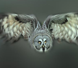 great owl