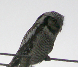 northern hawk owl photo