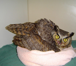 the great horned owl